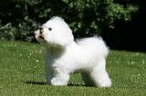 BICHON FRISE 585